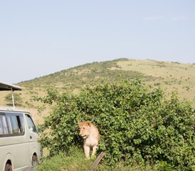 7 Day Affordable Wildlife Adventure Safari in Kenya  - Photo 4