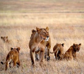 04 Tage Budget-Camping-Safari in Tansania: Serengeti und Ngorongoro - Photo 1