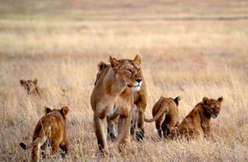 4 Tage Budget-Camping-Safari in Tansania: Serengeti und Ngorongoro