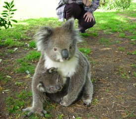 3 Tage Adelaide nach Melbourne Wildtier-Tour entlang der Great Ocean Road in Australien - Photo 4