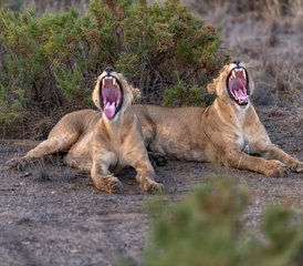 4 Day Masai Mara Private Midrange Safari in Kenya - Photo 3